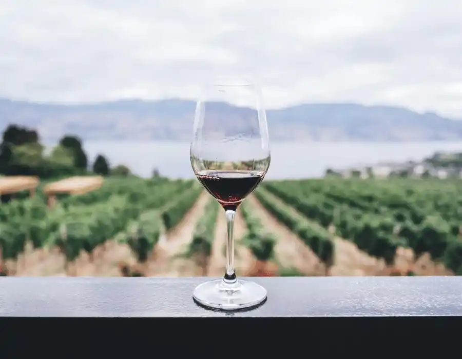 Wine Tasting in Valle in Ensenada